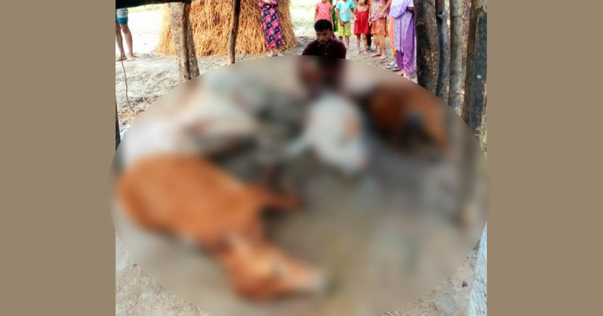 মনপুরায় বজ্রপাতে এক কৃষকের চার গরুসহ আট গরুর মৃত্যু
